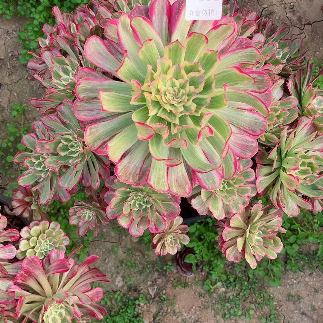 无花朵多肉植物066