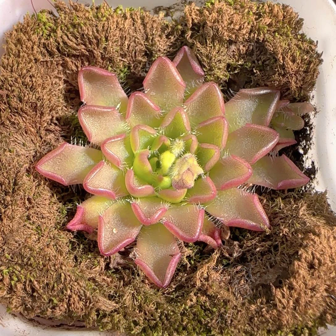 多肉0101-135近藤捕虫堇