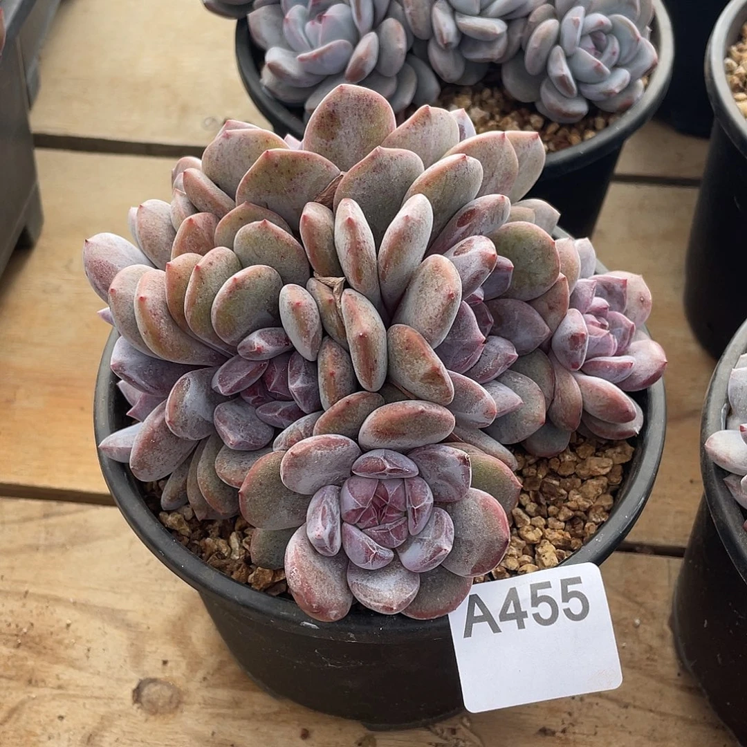 455多肉植物多肉植物