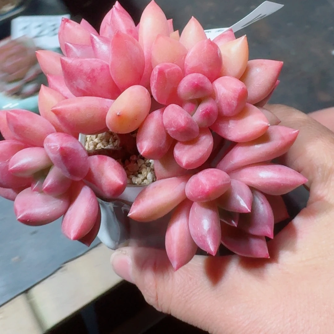 桃花源152      愿你一路坦途，乘风破浪展宏图