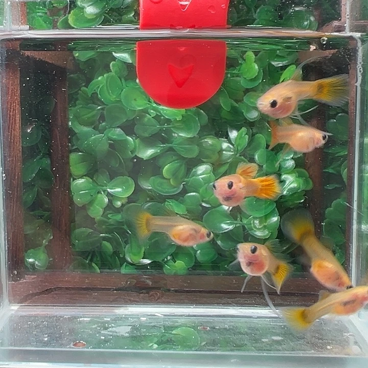 孔雀鱼46号黄金玻璃猫C7