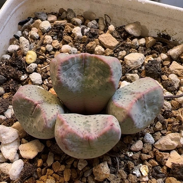 9多肉植物百科紫式部