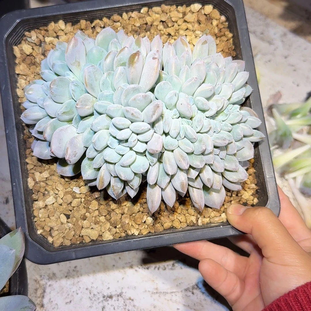 菩提子缀化多肉16公分