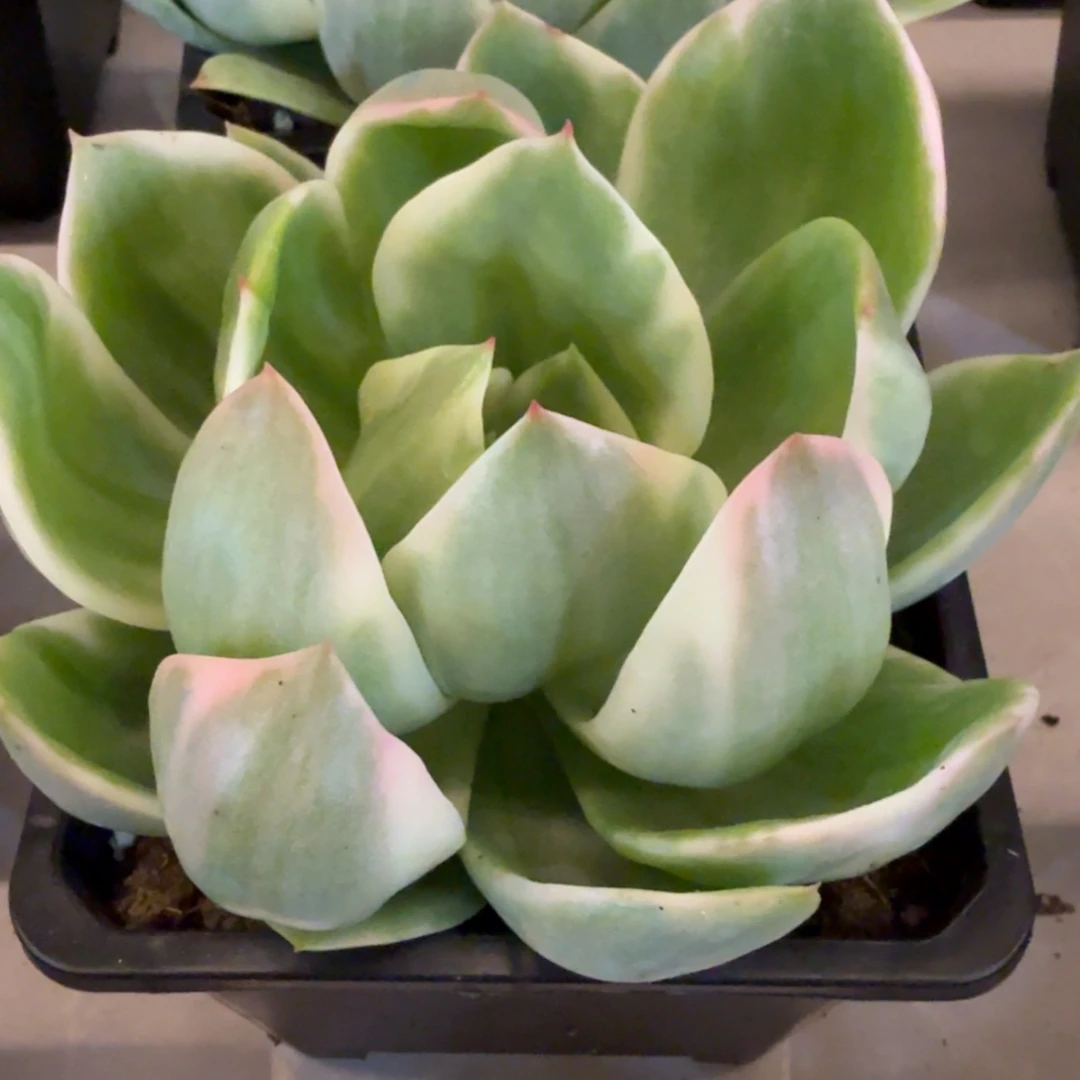 翠花 安吉园艺锦锦