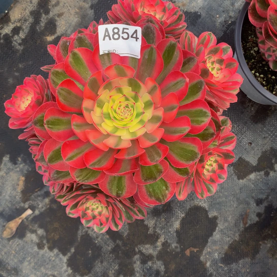 倾城854法师多肉