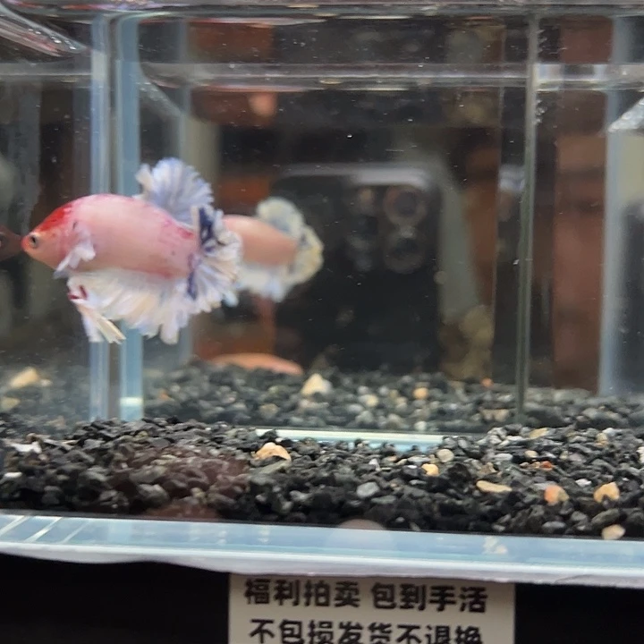 斗鱼竞拍跑单拉黑4日152