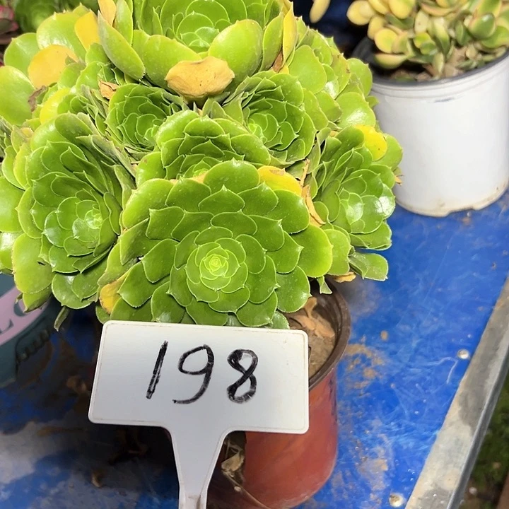 多肉植物绿羊绒法师