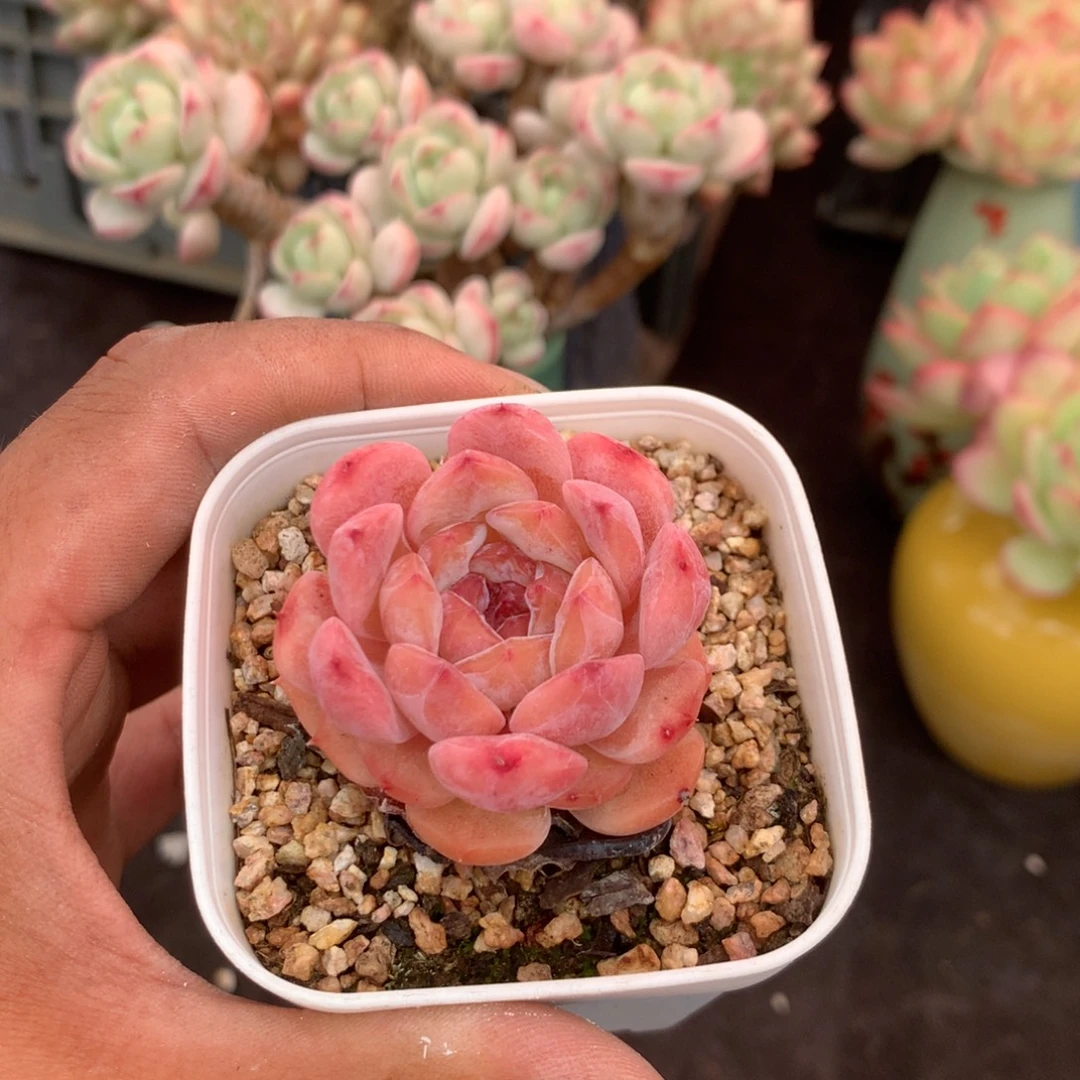 你要的不是这样做就会