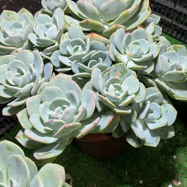 落**秋328白月光多肉植物