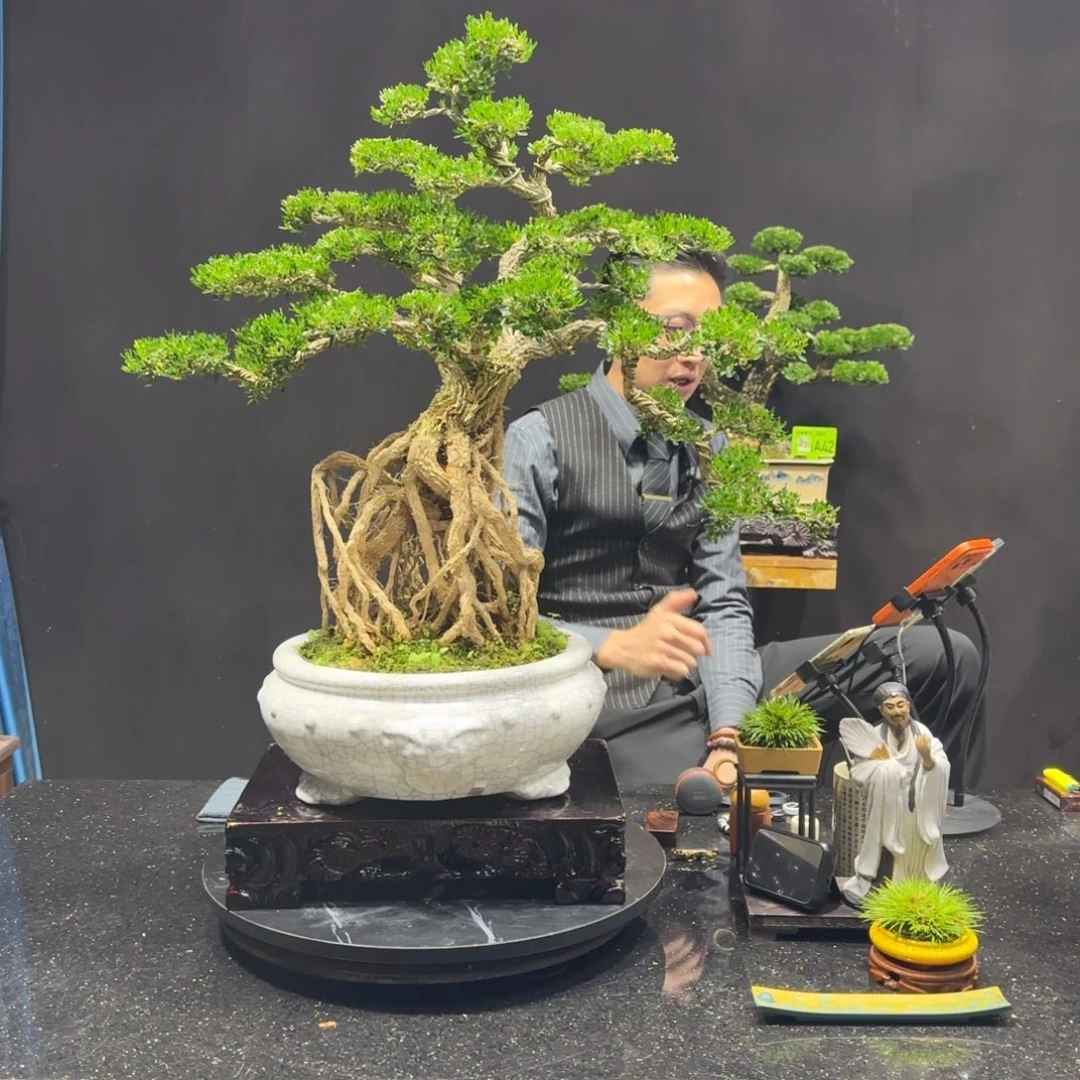 以实际为准黄杨室内室外盆景艺术