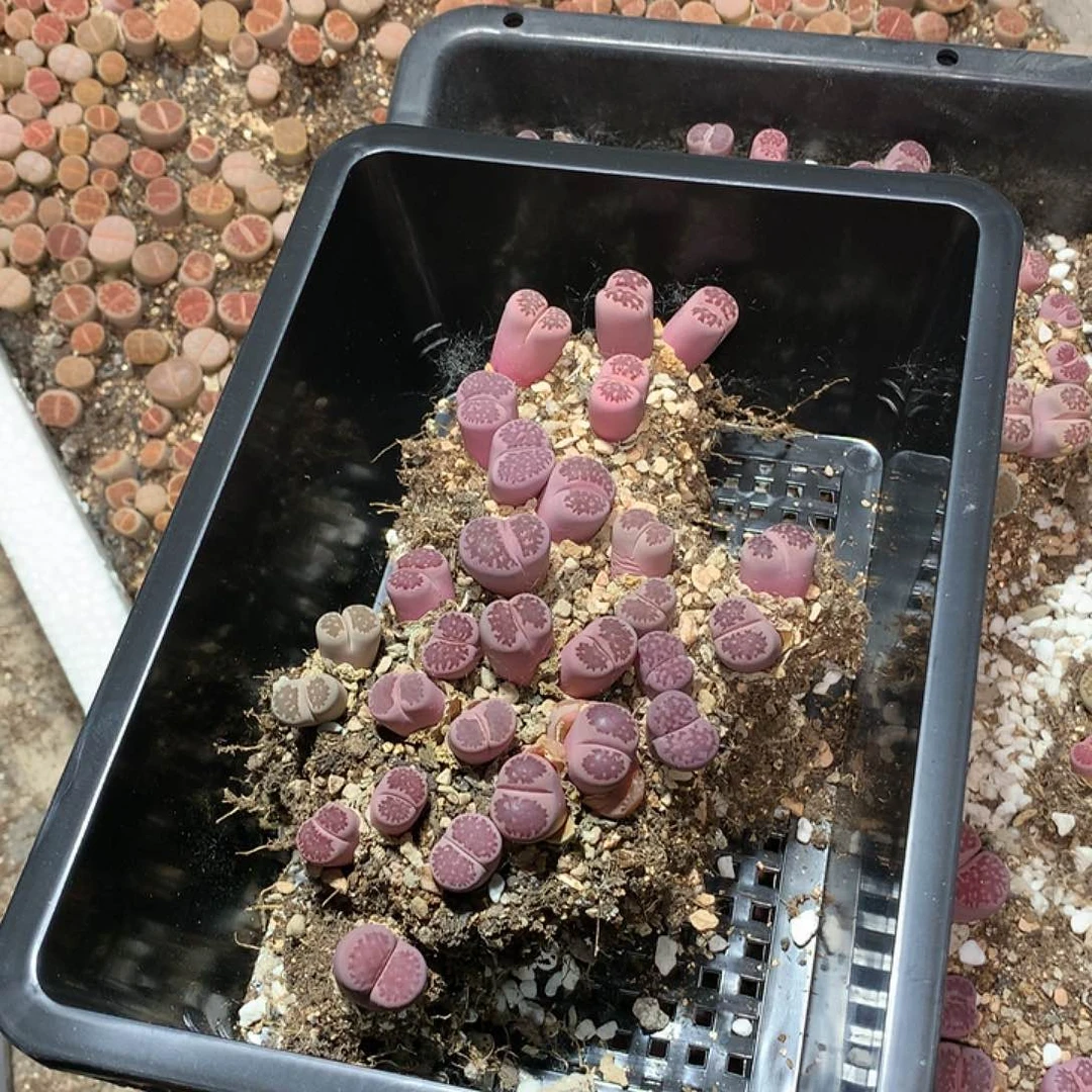 芝*糊B721多肉植物保护