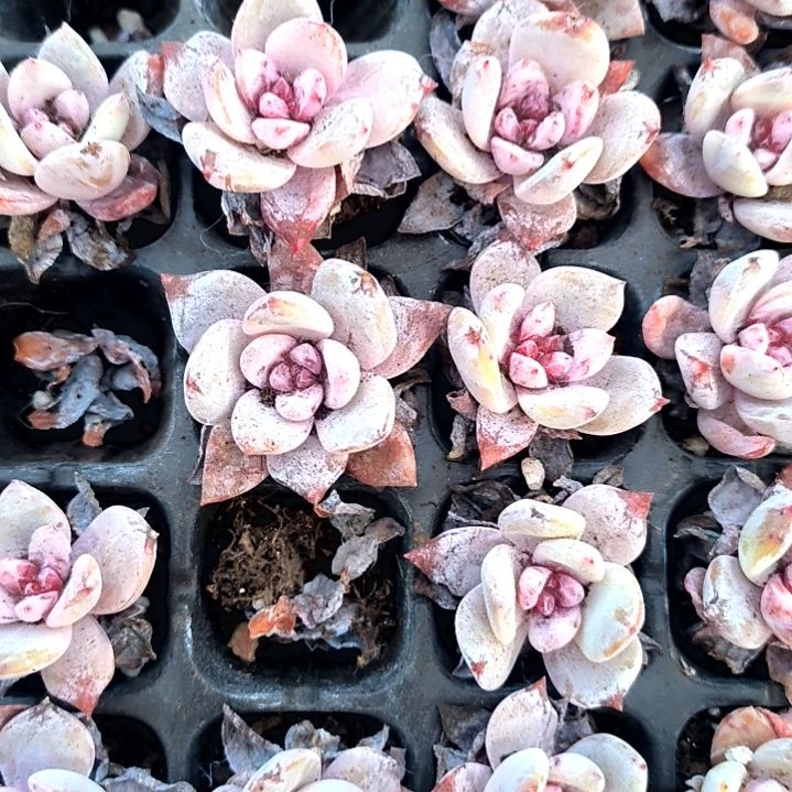 满6元包邮，糖心雪天使老苗三颗