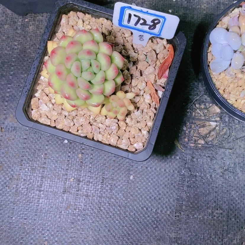 【闪购商品】?***?1728