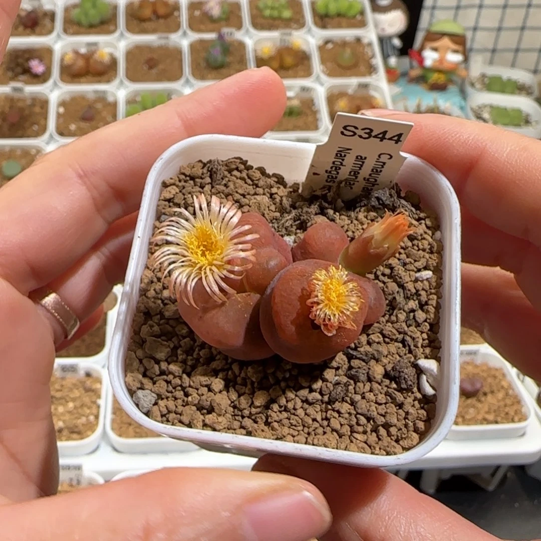 5***d肉锥多肉植物组合-优选水蜜桃母本190