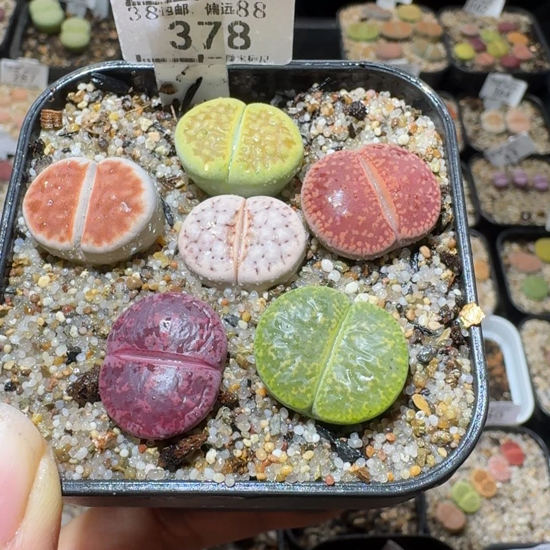 Sss精品便宜出378