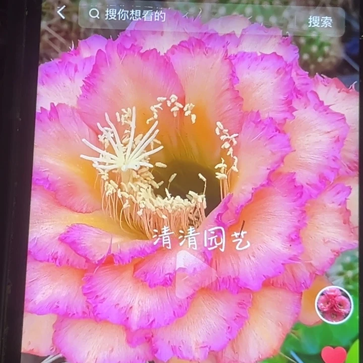 清清温淳侧牙瑕疵歪有黑点