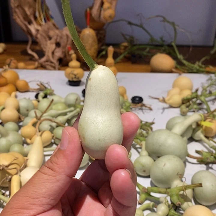 梧***影精品葫芦手把葫芦14