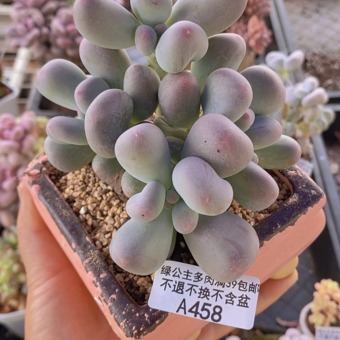 米可奶9cm458多肉植物