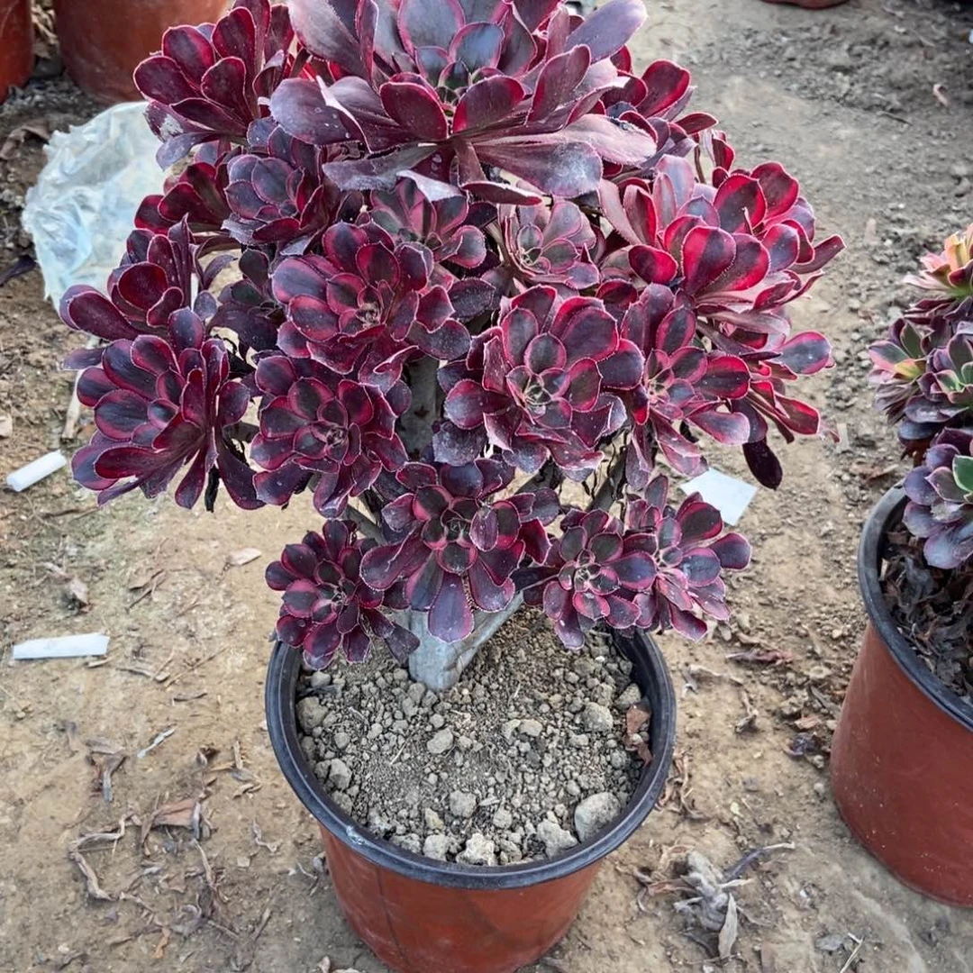 13号链接香奈儿法师