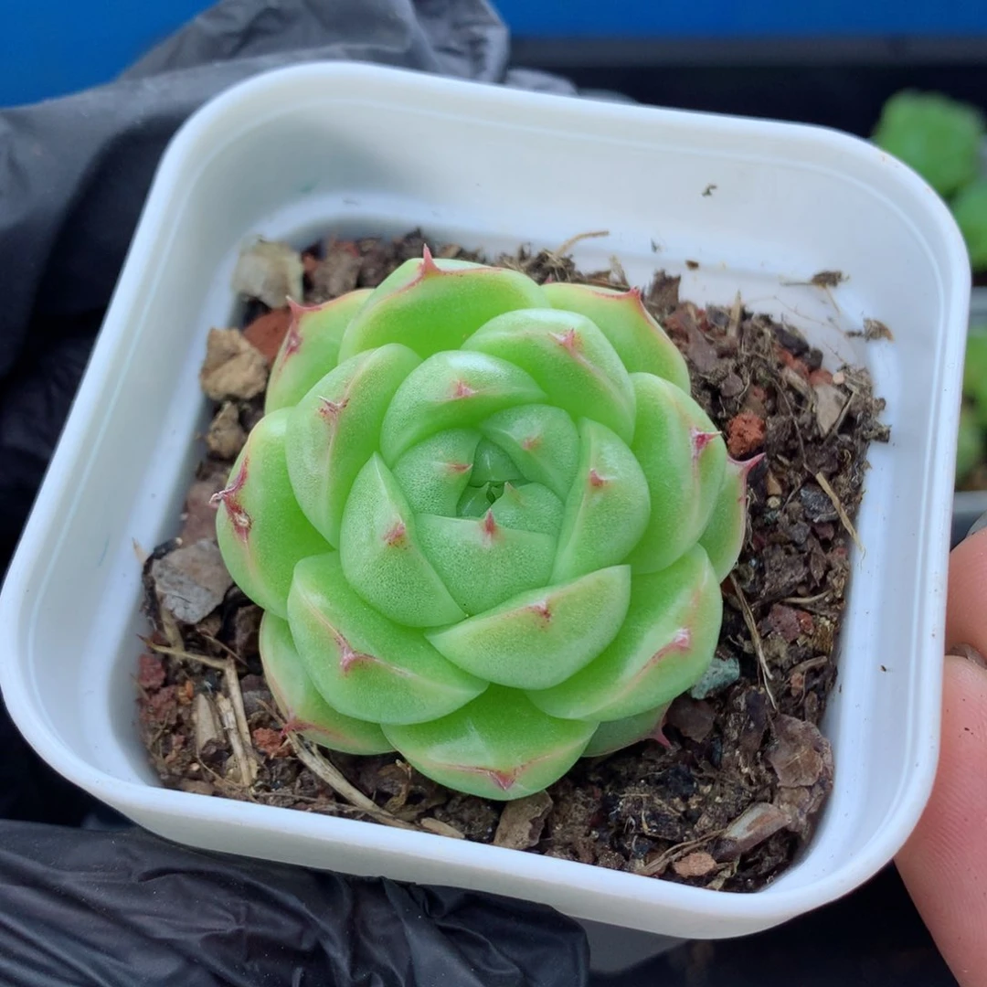 58包邮  群生不包整麦秆75