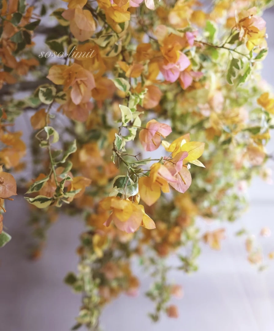 盆苗 【黎明三明洲】新品三角梅 超勤花