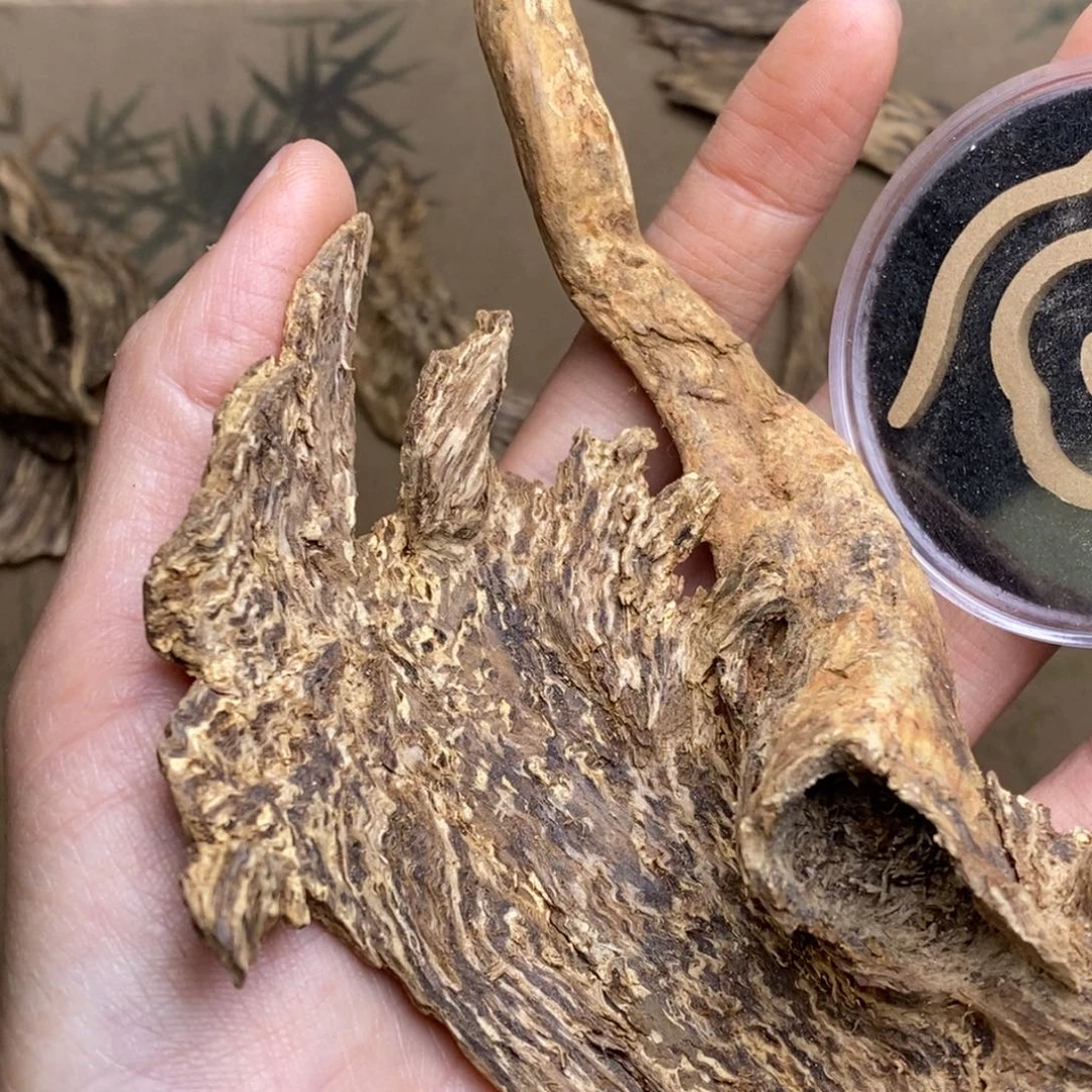 大***.根部16克。