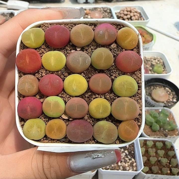 537彩毛25颗裸根发货