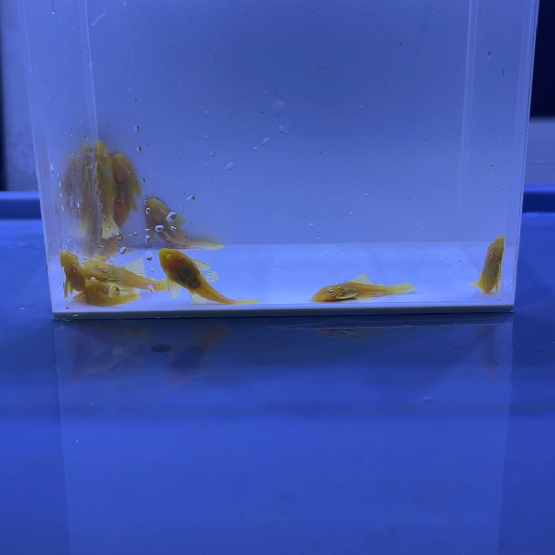 孔雀鱼胡子十条开箱视频报损