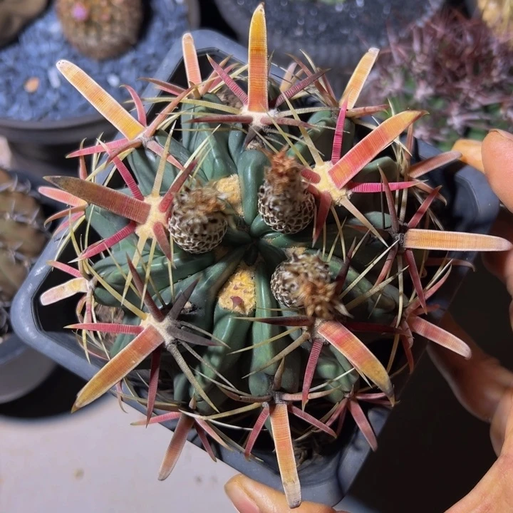 精品特价漏100丸叶日出