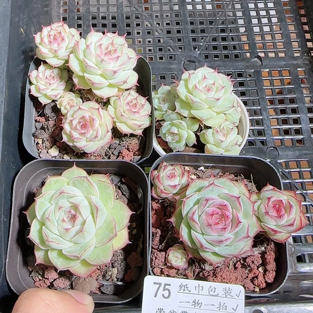 ·****1109----75福利散的
