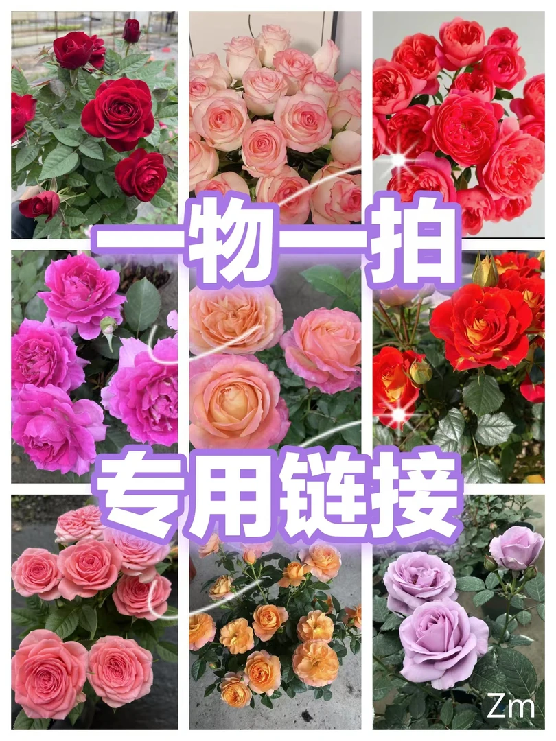 月季盆栽直播间一物一拍专用链接