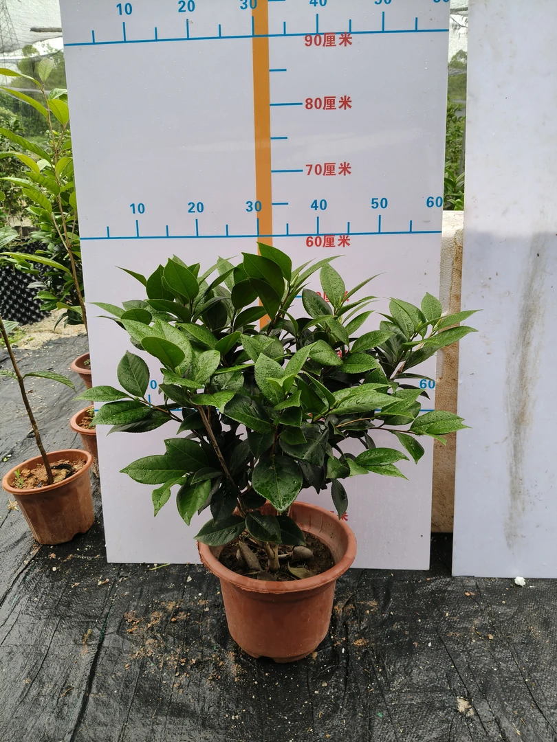 山茶花名贵品种茶花