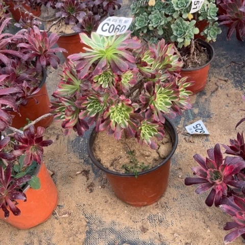 060天合不包断枝