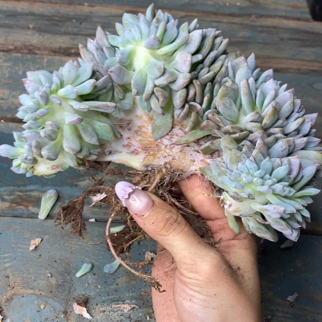 1-70 星影缀一物一拍