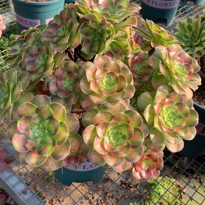 371韶华多肉植物特价