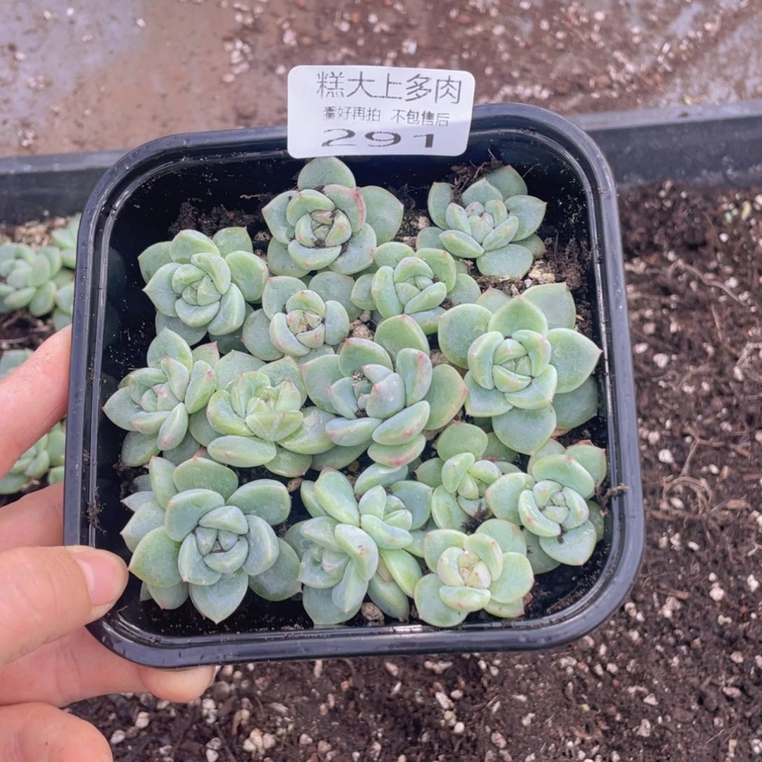 糕大上多肉植物291