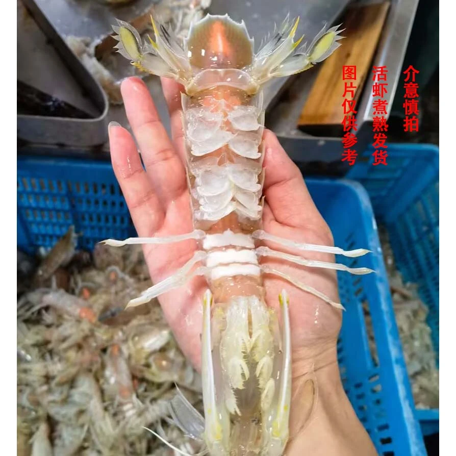 娥-9北海野生全母或全公皮皮虾虾蛄富贵虾活虾煮熟蒸熟发货