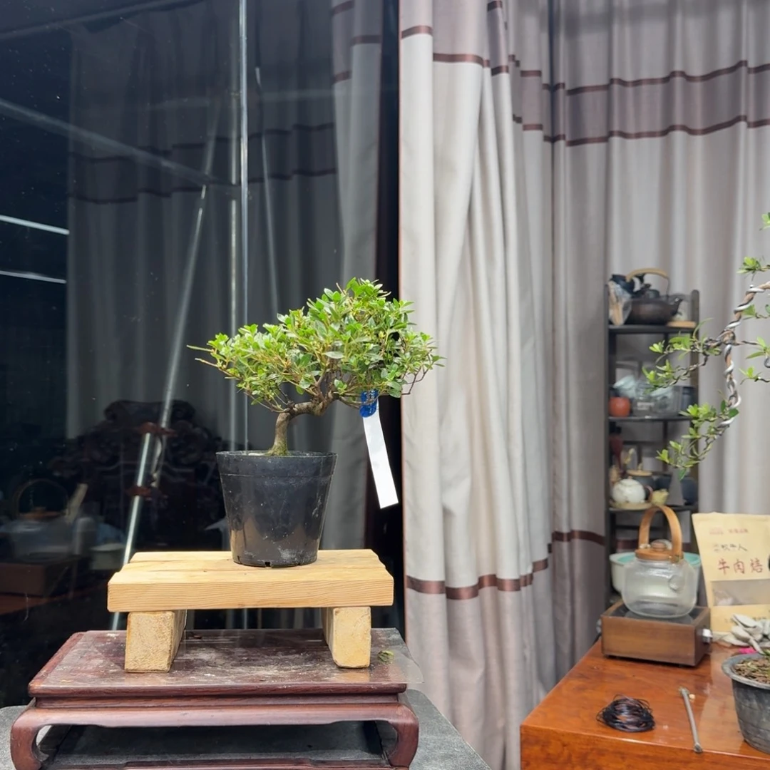 黑***路完全开放花卉苗木花卉苗木