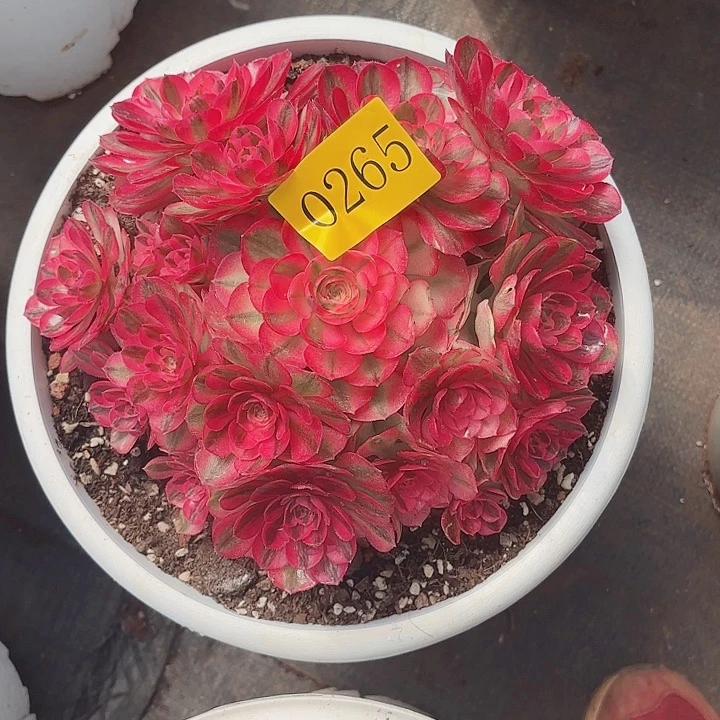 多肉植物倾城265