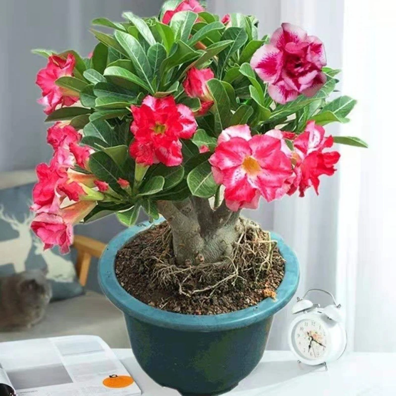 (基地直销)重瓣四季开花沙漠玫瑰耐寒耐旱室内室外盆栽