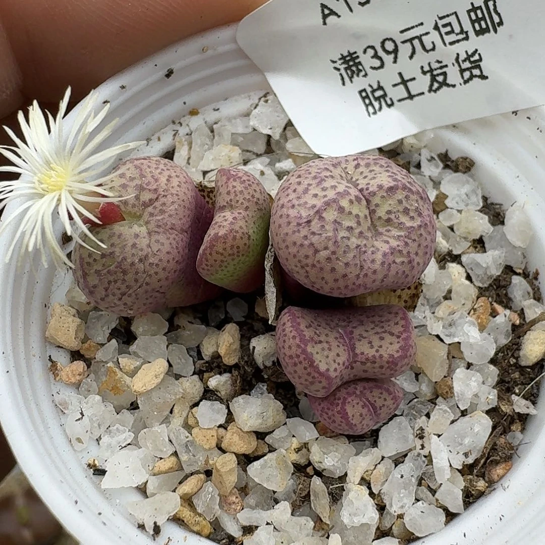 木***木155多肉哈哈哈哈哈哈