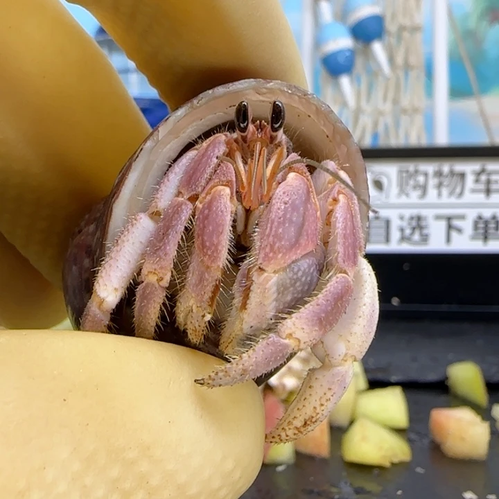 A59粉紫 灰白1.5cm口径