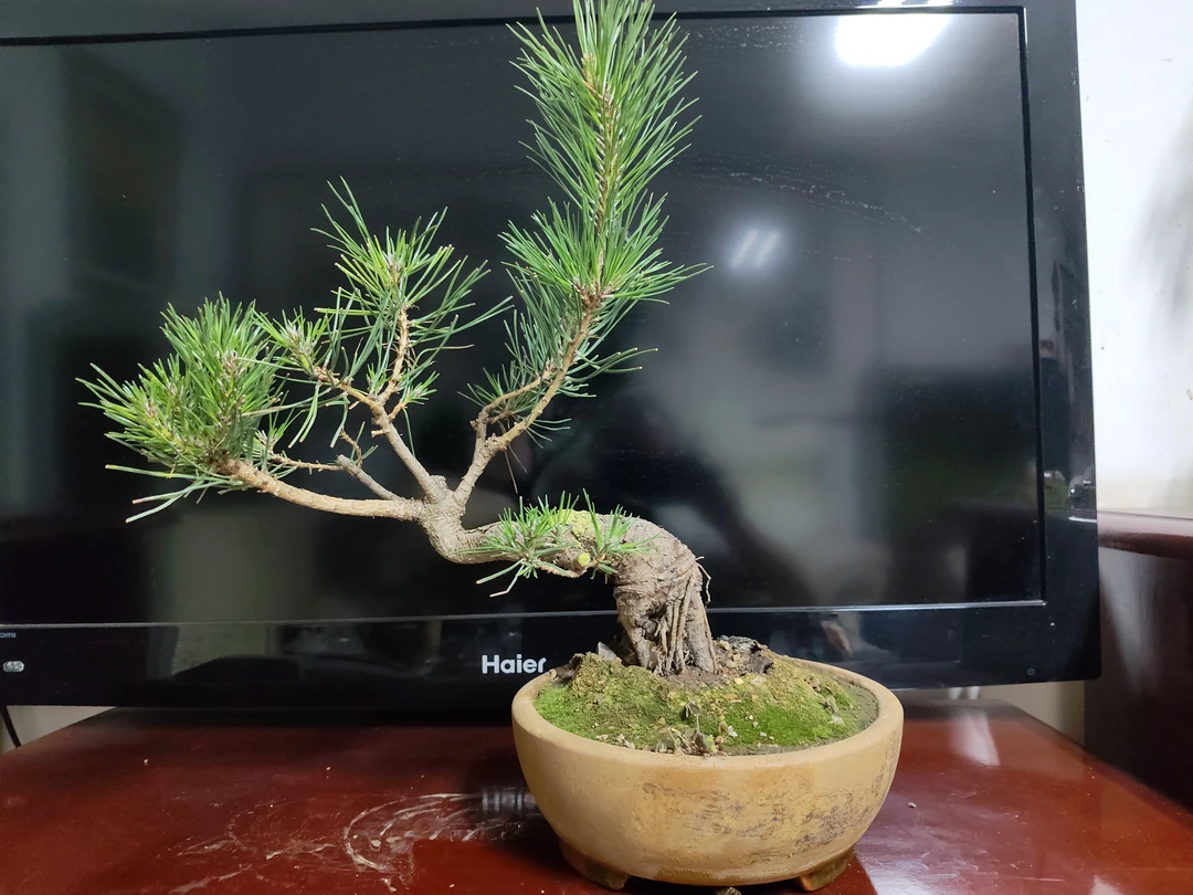 黑松盆景中式意境好养盆栽四季常青小老桩