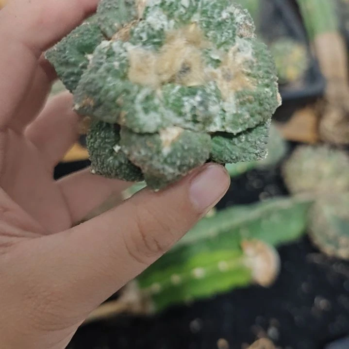 一物一拍,苗接仙人球!