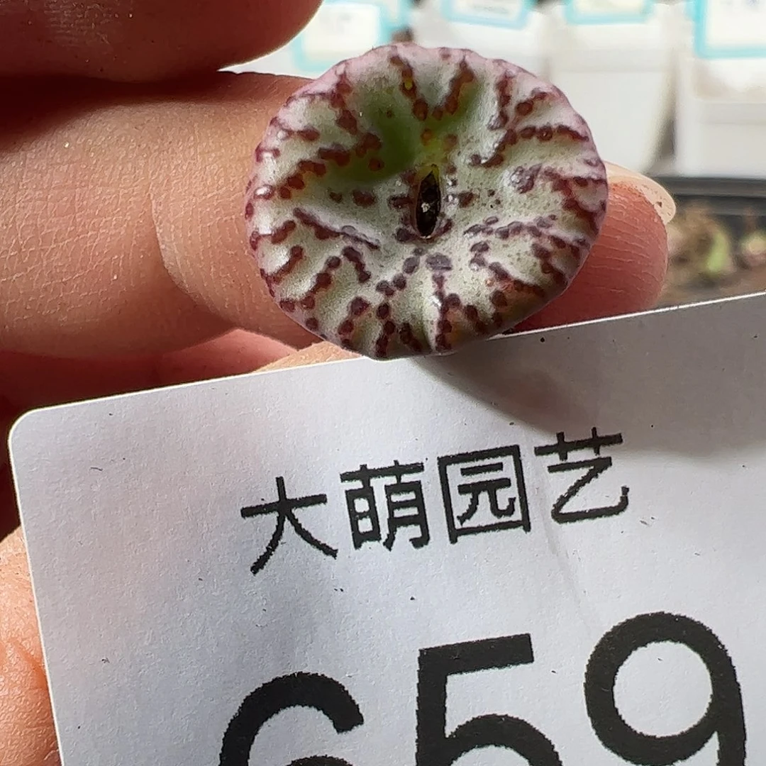 0000659 一物一拍……
