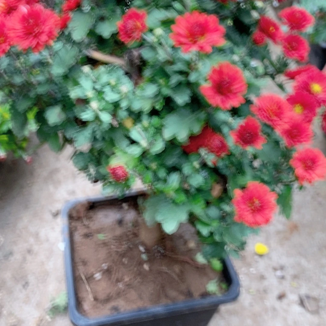 无花朵盆景盆景penj