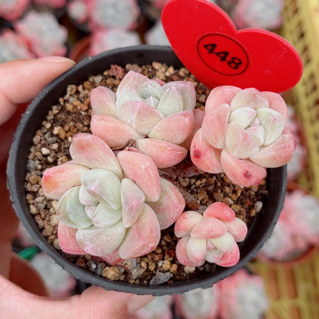 448号小老桩冰玉群