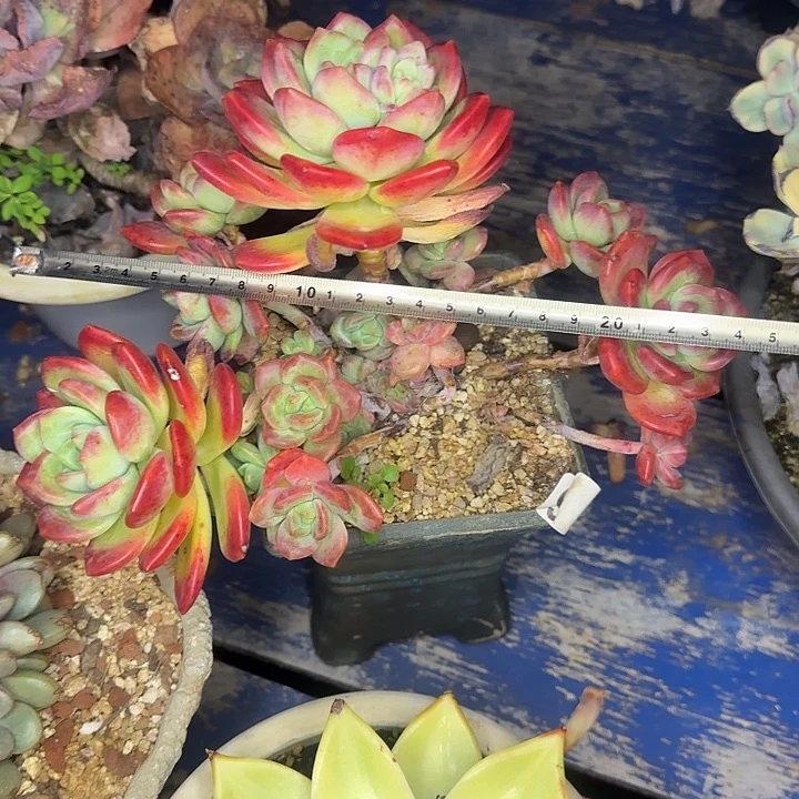 拉萨419 多肉植物一物一拍