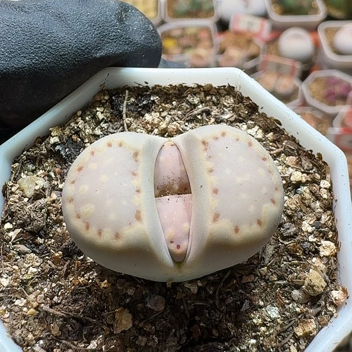 用****2生石花2333:     208