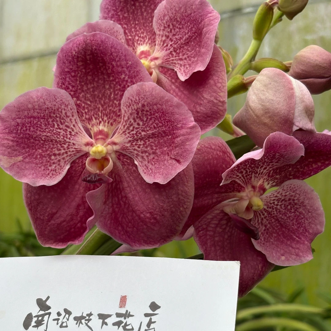 【南诏二级】泰国素万那普豆沙万代兰 (盆栽）爆花量大 花期长